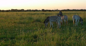 Zebras grazing the fields in Khama Rhino Sanctuary while the sun sets