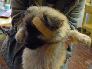 Lulu - She had a small cut so our librarian decided to put on a band-aid for her
