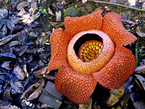 Rafflesia (the largest individual flower in the world), Sabah